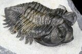 Coltraneia Trilobite Fossil - Huge Faceted Eyes #86011-2